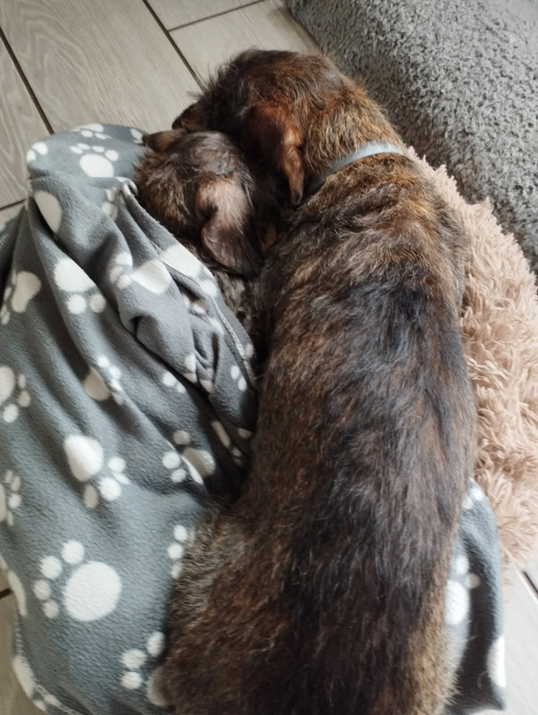 [Image: IMG-20250326-075639.jpg]