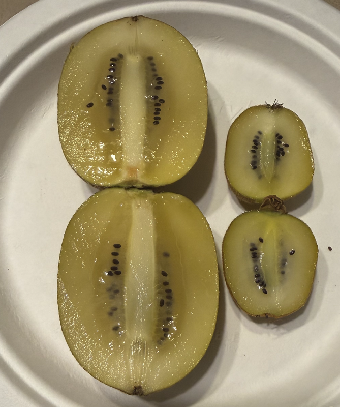 kiwi2