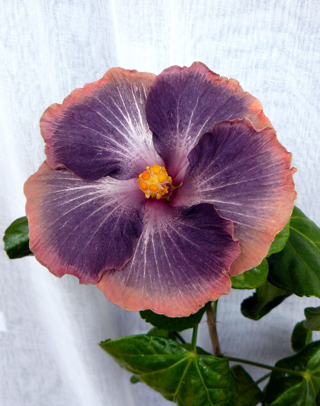 HVH Thunderhead   x   RK Black Pearl 19 , 11.3.2023, first bloom