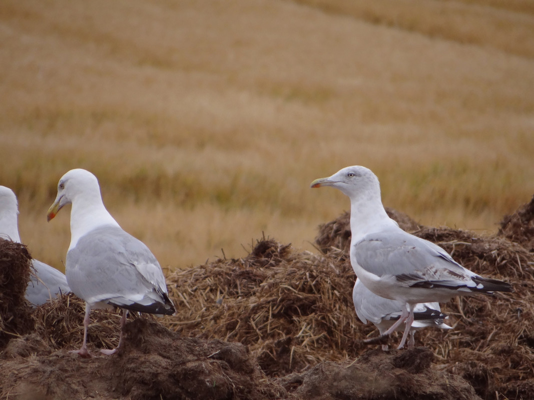 GULLS 1 190824