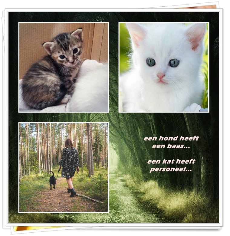 An den Beitrag angehängtes Bild: https://i.postimg.cc/SKcxCK1n/17-11.jpg