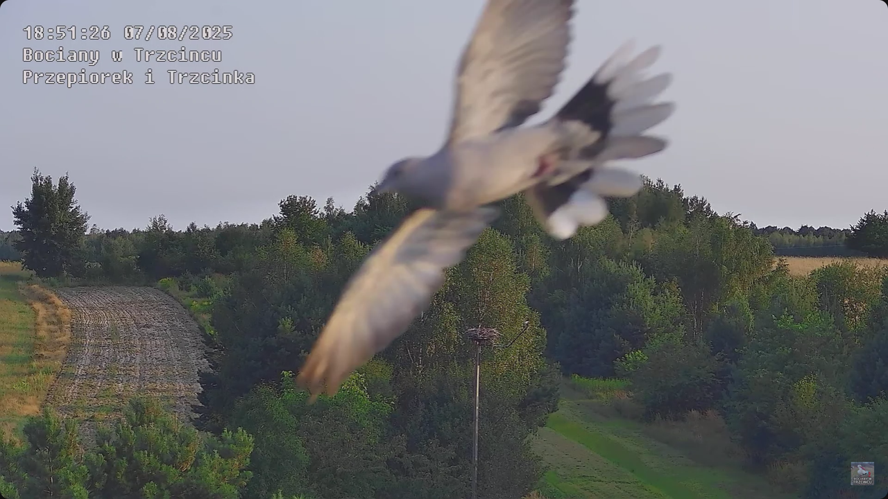 07082025bociany24