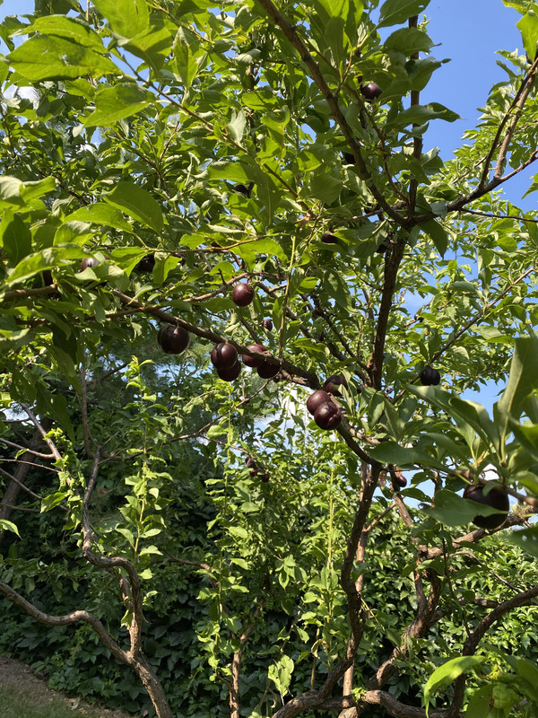 D409E95E-E971-4102-8FEB-761CD3896118