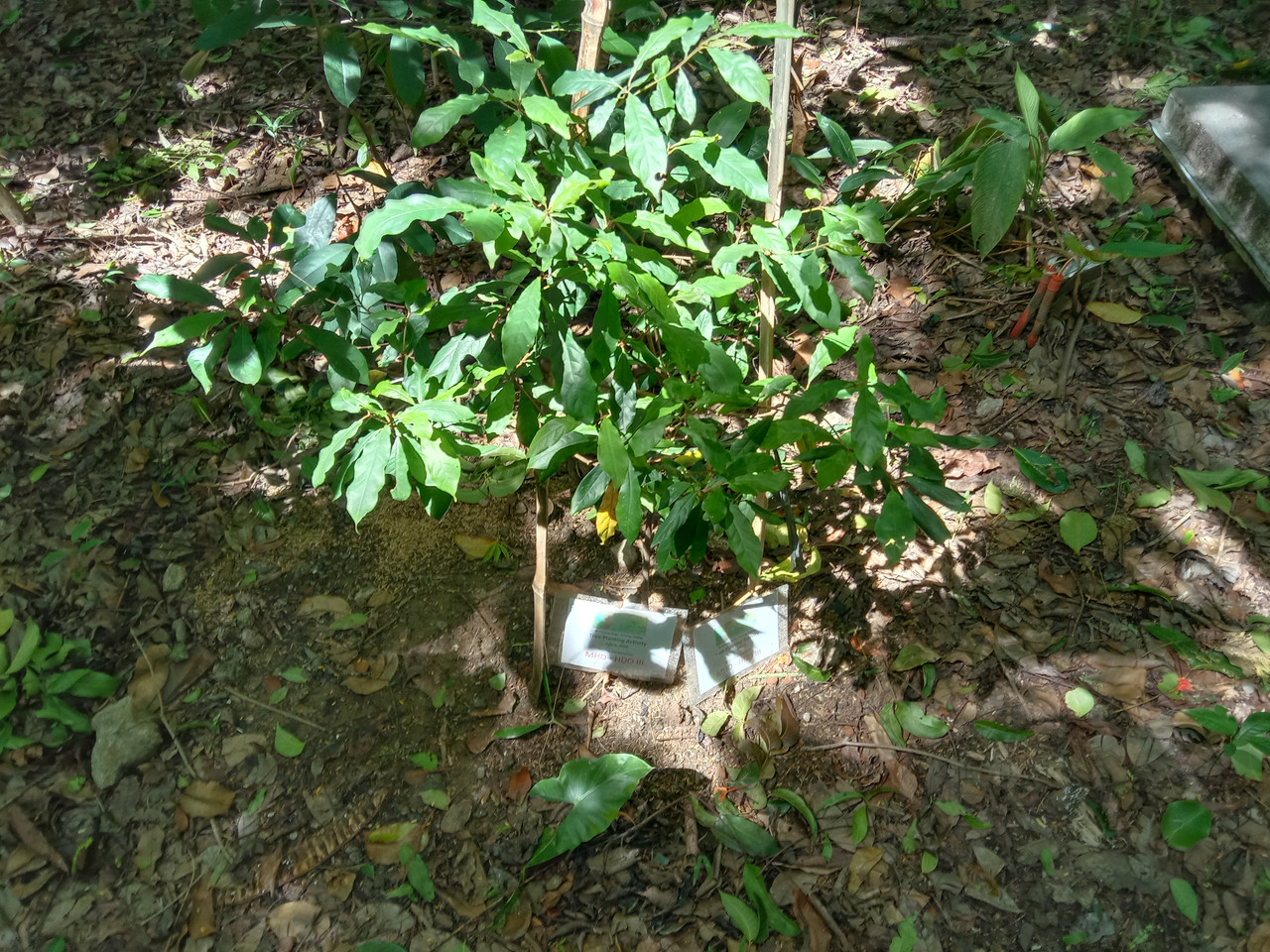 Arroceros Forest Park Manila Bagras20260715 141246