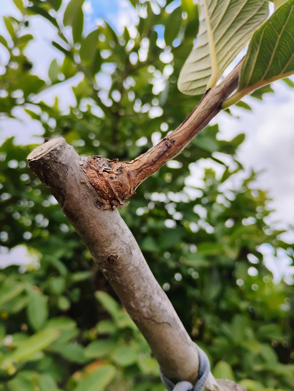 IMG_20251015_113900902_HDR_AE