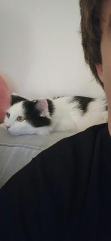 Slika
