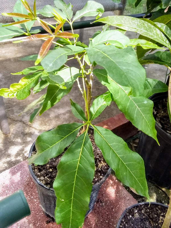 Campbell white sapote March 2024