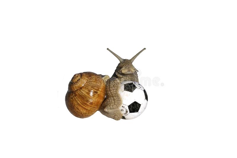 slika