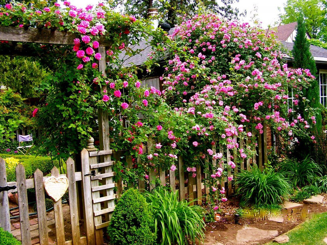 Стелющиеся розы для вертикального сада на балконе или террасе как подобрать и посадить