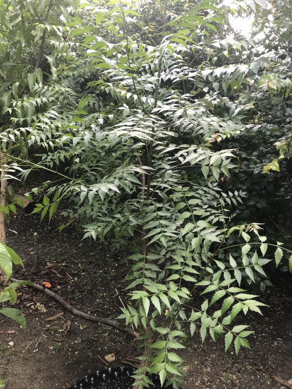 Neem62018
