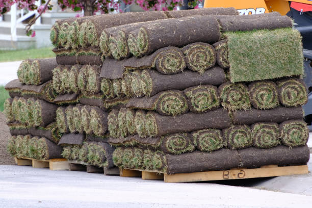 Wholesale Sod