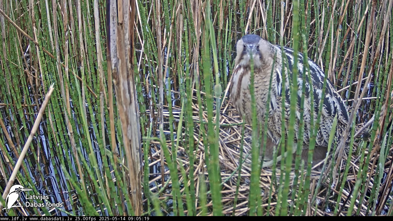 LDF Lielais dumpis (Botaurus stellaris) Zemītes pagastā 11-25-50 screenshot