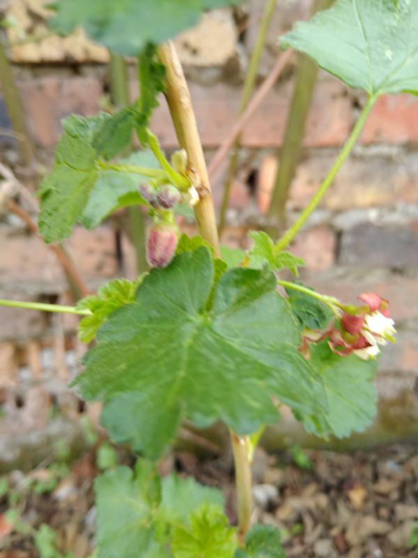 IMG_20200411_144250766