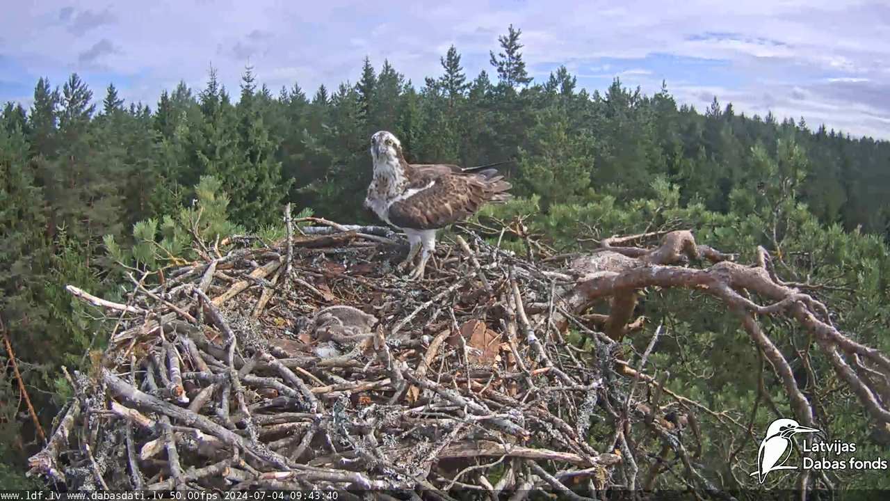 Zivju ērglis (Pandion haliaetus) Kurzemē - LDF tiešraide 13-23-0 screenshot (1)