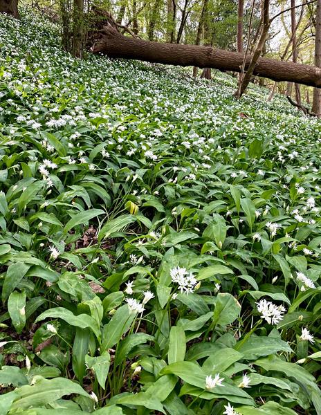 Woods-wild-garlic.jpg