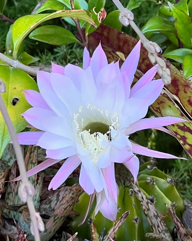 88AF36C4-E2F0-4BD2-AB26-911E0F06A26C