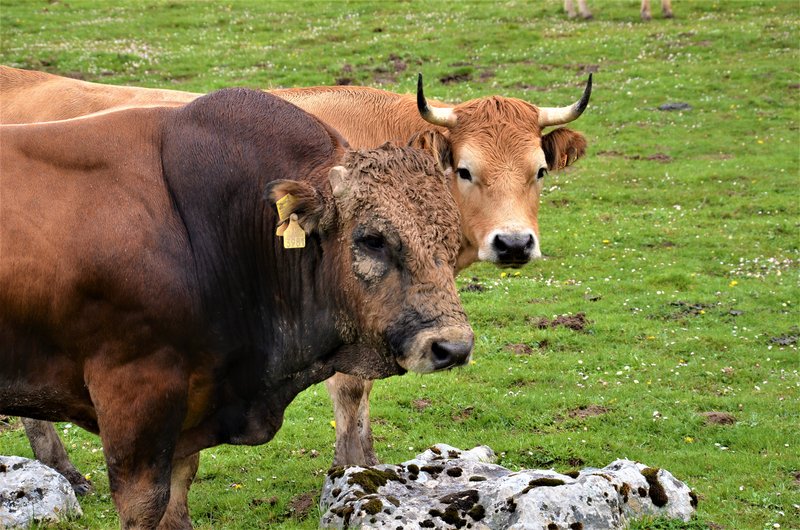 PICOS DE EUROPA-16-5-2013-LEON/ASTURIAS/CANTABRIA - Paseando por España-1991/2016 (16)