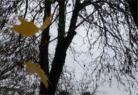 [Image: y20181206-113911.jpg]