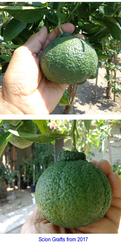 My-Sumo (8-29-20)-grafted 2017(2)