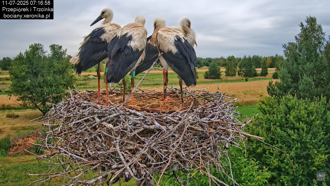 11072025bociany15
