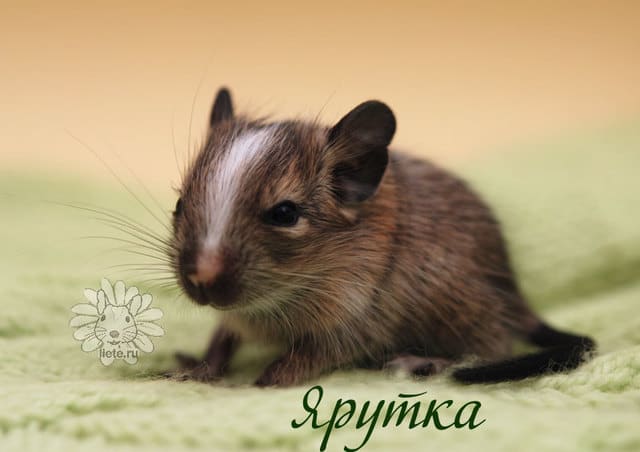 ярутка1_1-нед