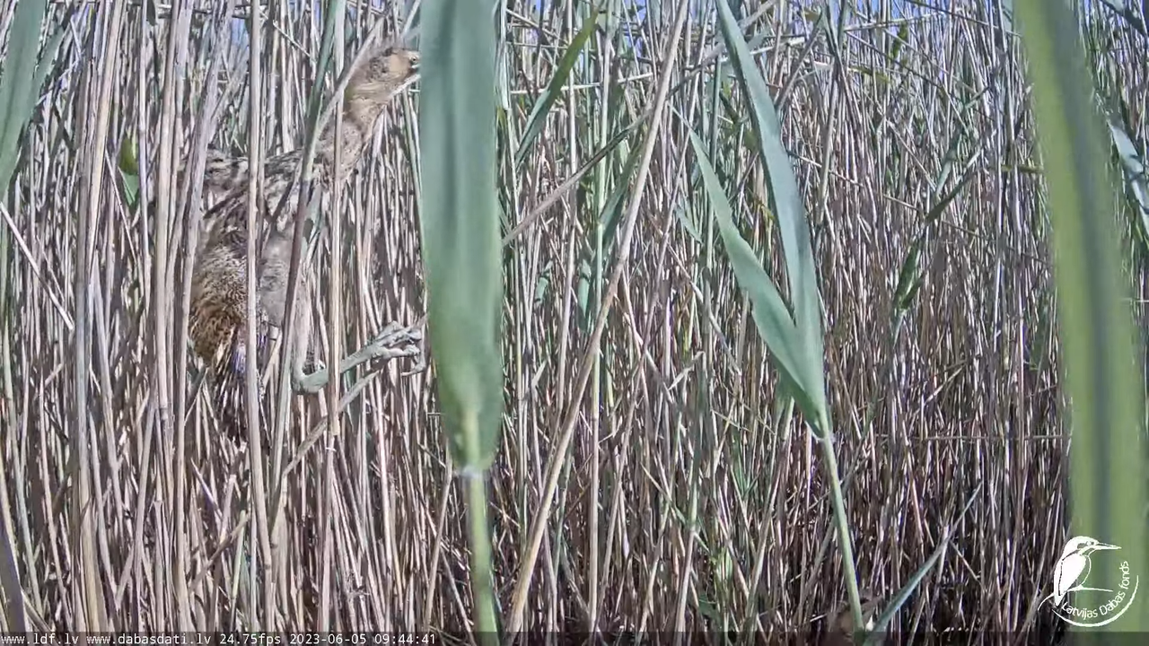 Lielais dumpis (Botaurus stellaris) Engurē - LDF tiešraide 12-20-16 screenshot