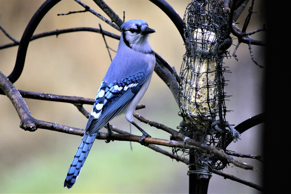blue-bird-4503918-1280.jpg