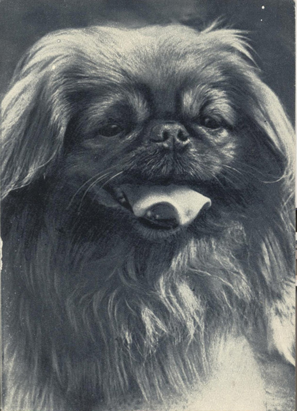 Пекинес 1969 Планета 27