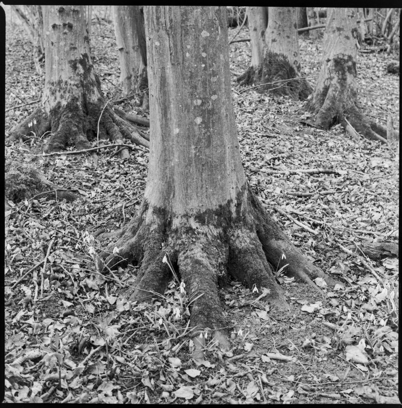 Zenza Bronica S2A_04mar2022_05 (1260x1280)