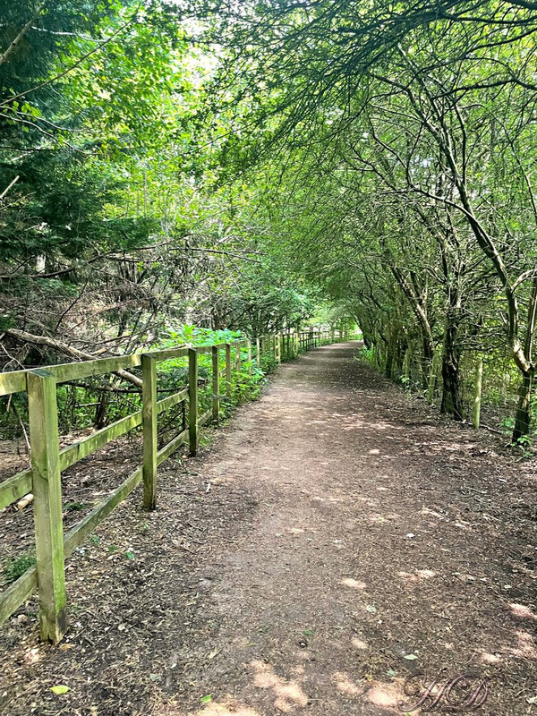 woodland-path-fence-HD.jpg