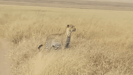 GIFs-2
