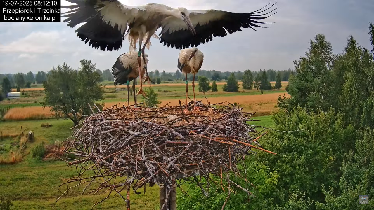 19072025bociany17