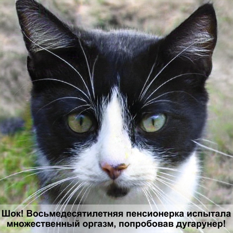 дикая кошка леопардового окраса