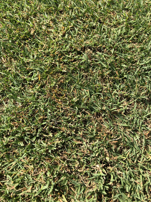 Can I dethatch Bermuda and Zoysia in fall? Lawn Care Forum