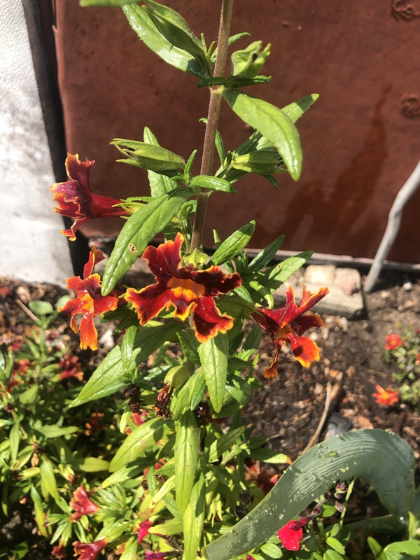 7E861633-6C36-4651-B09B-46372E9894B5_1_105_c