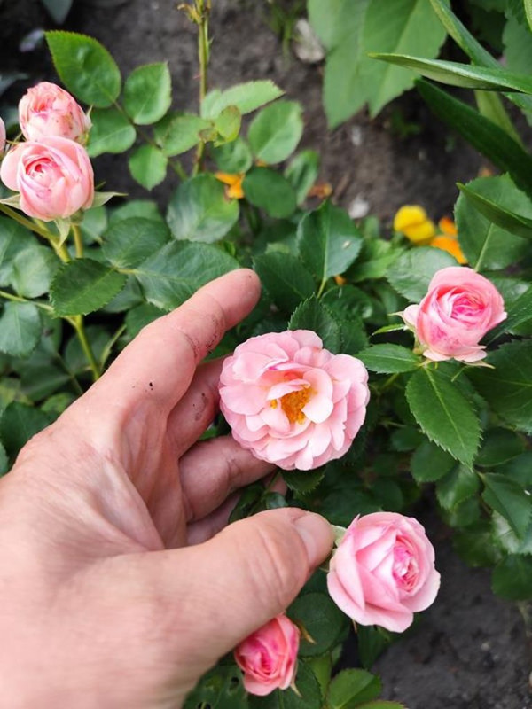 IMG_20250616_152654 (Copy)