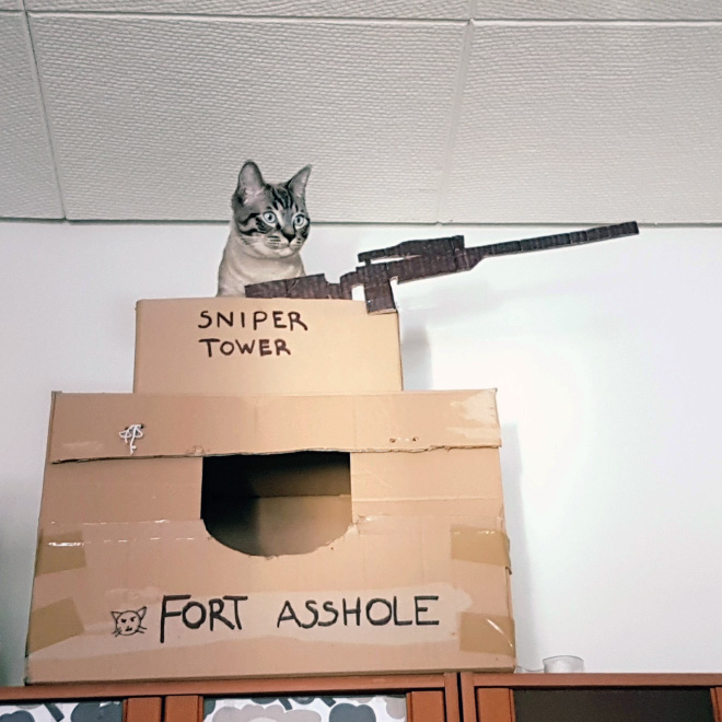 cat-forts1.jpg