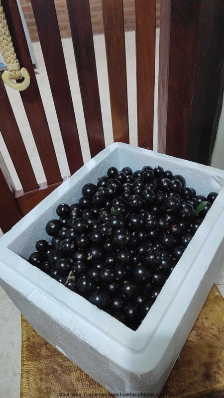 Huertasurbanas_com-7.jpeg-20231009_194244Jaboticaba_Corrientes