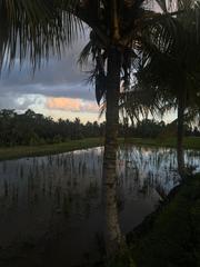 6 Aviones, 3 barcos y 2 trenes, empezando en Estambul y terminando Kuala Lump - Blogs de Indonesia - TERCERA PARADA: BALI (3)