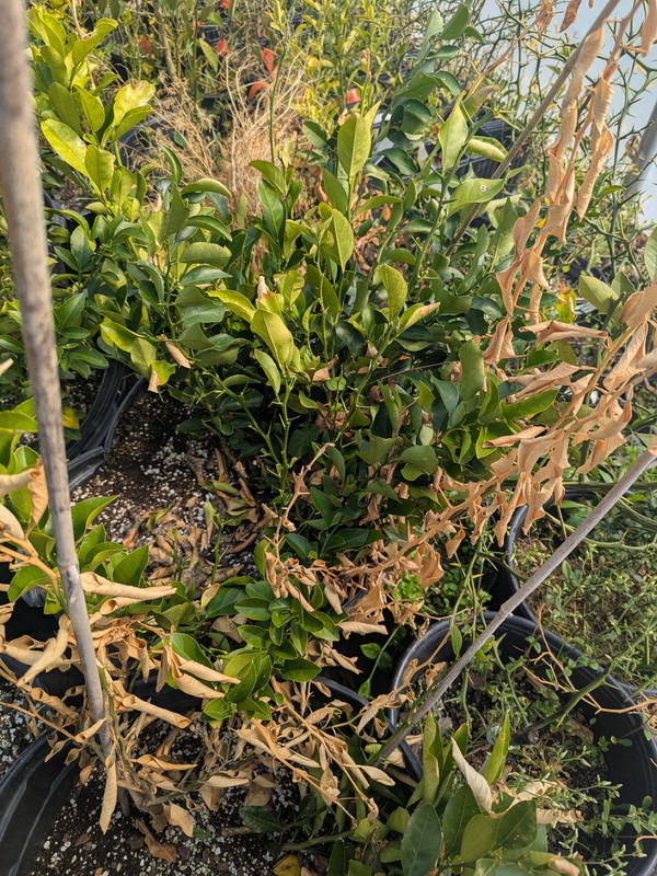 PXL_20250320_163103009