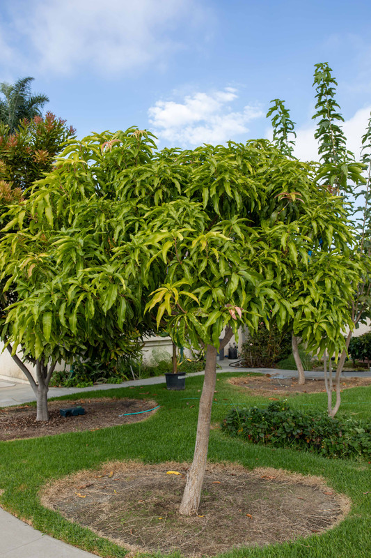 8U1A5075  Lemon Zest Mango Tree after Summer Growth at 3.30 PM (10-6-22)