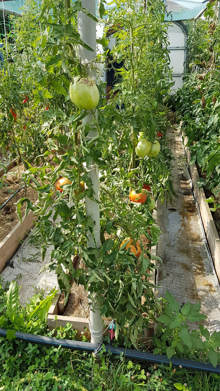 квадратен20190803_095041