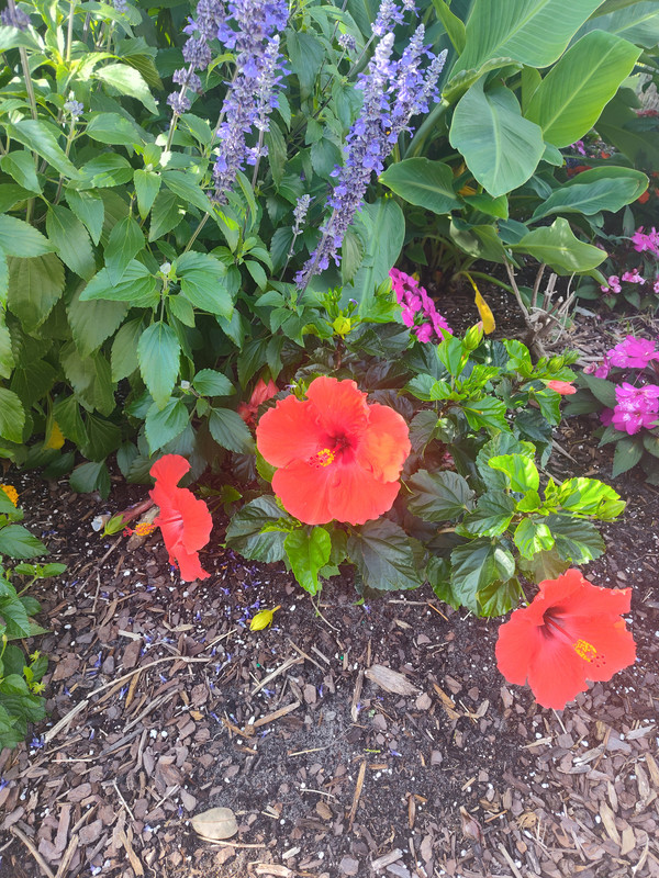IMG_20250609_090624800_HDR