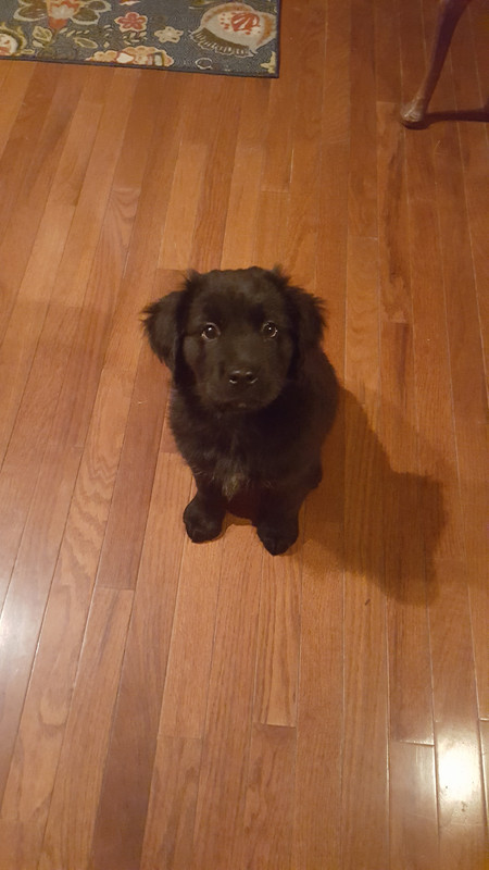 Long-haired lab puppy? | The Labrador Forum