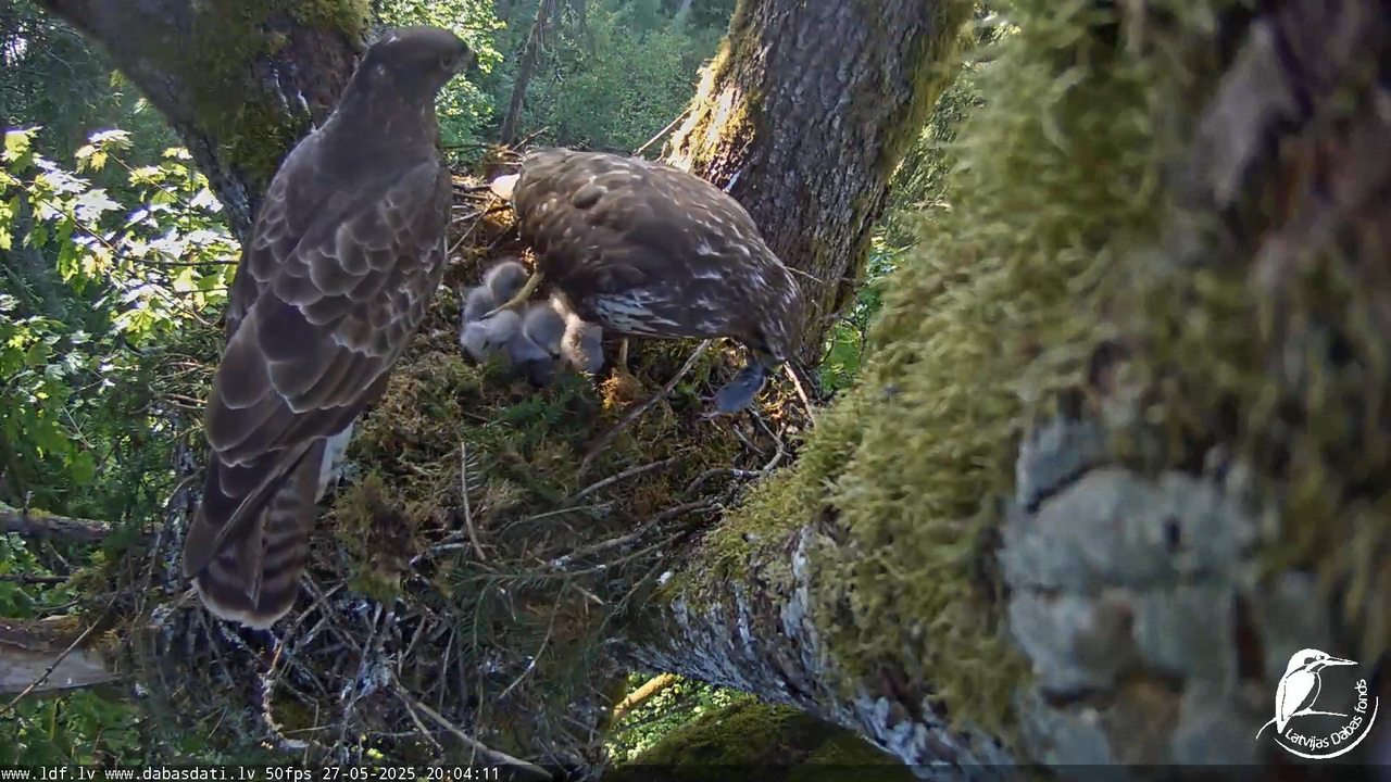 Melnās klijas (Milvus migrans) Kurzemē_ peļu klijāni (Buteo buteo) 15-16-26 screenshot
