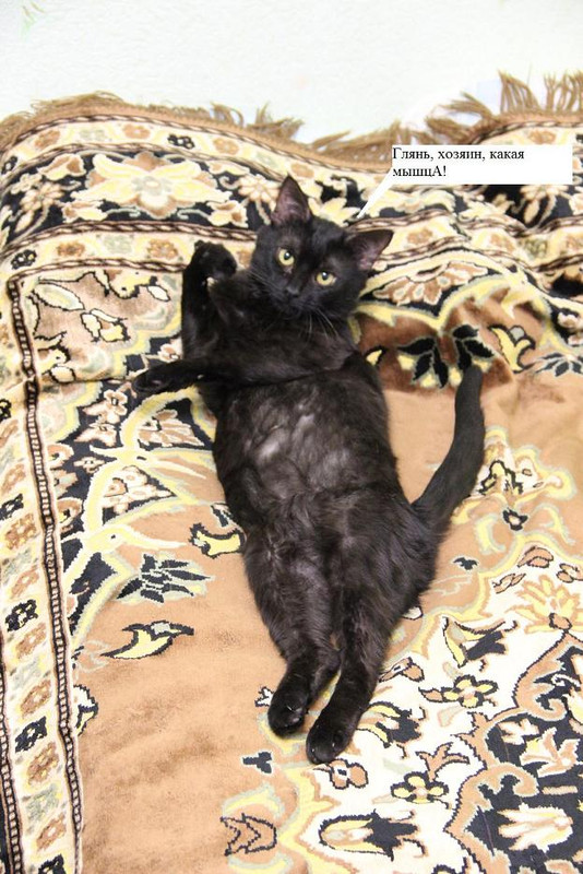 культурист