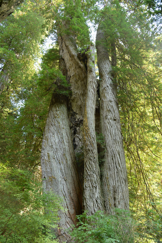 Árboles gigantes, fuegos y volcanes extintos - Oregon y California norte (2018) - Blogs de USA - Rogue River y costa norte de California (14)