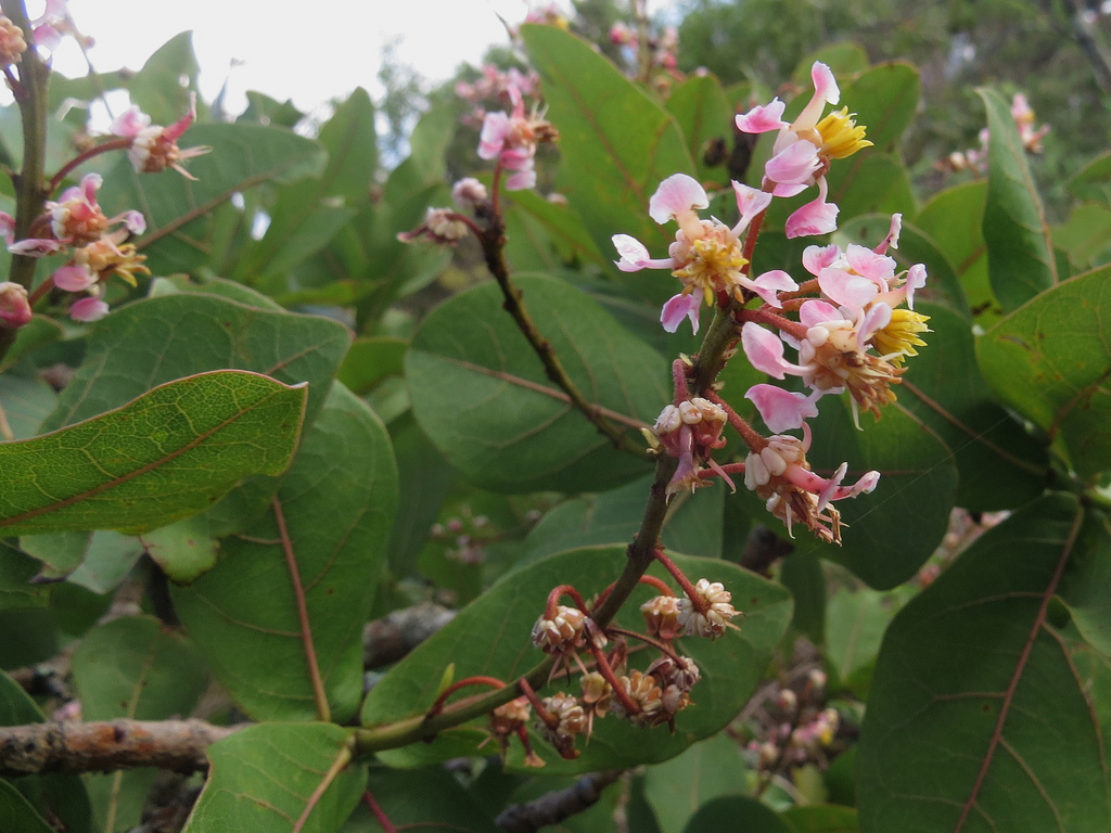 Byrsonima coccolobifolia 1