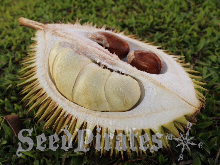 7DF5035A-1FF0-4A20-B8CD-0C4520F250EA