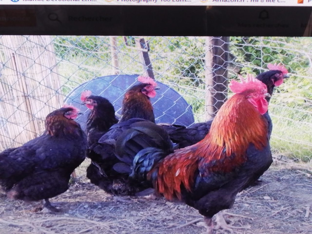 IMG-6a4008c1b5e1840d67321794552a38fa-V-1